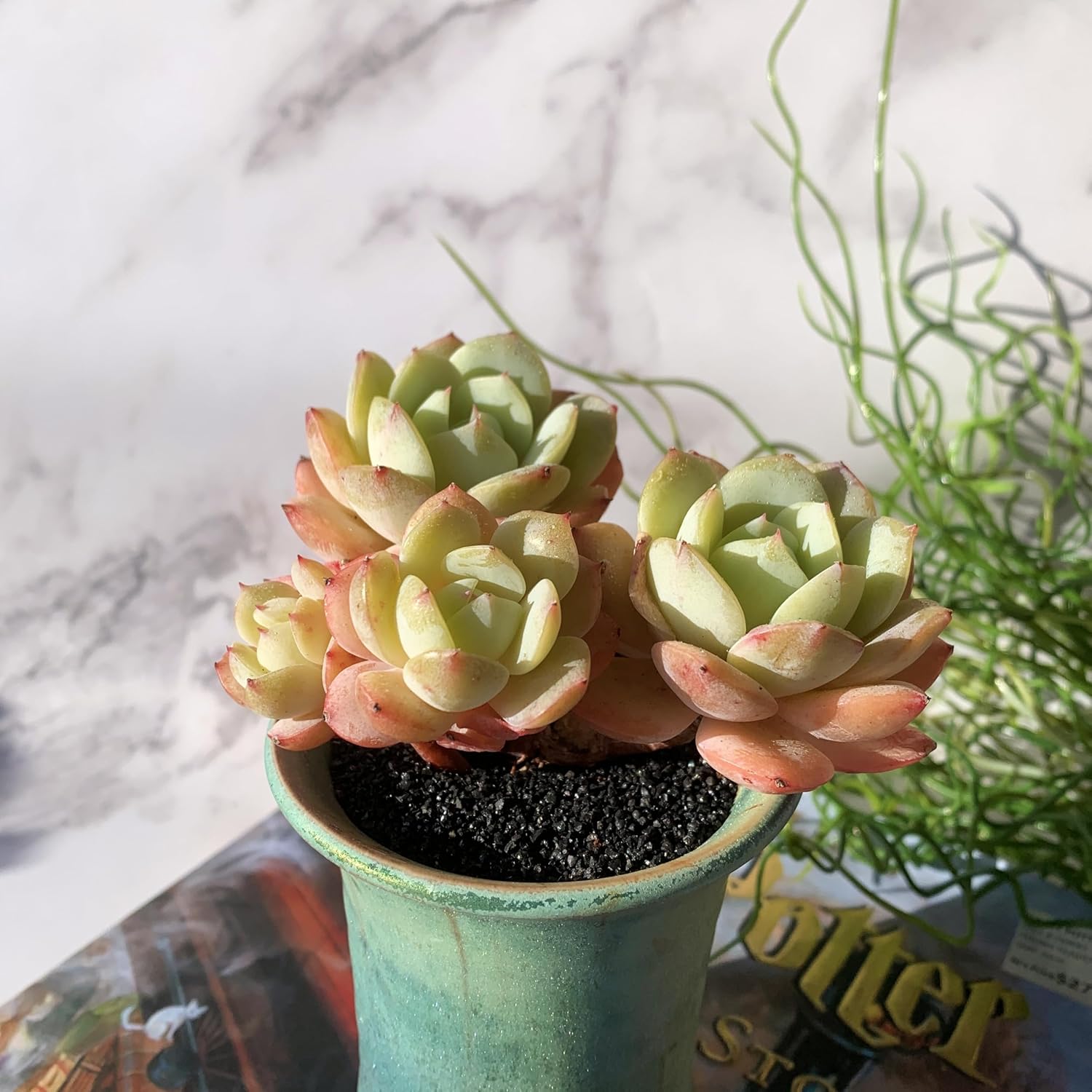 Echeveria Love Song Rare Live Succulent Plants, Cluster 4" Bare Root Without Pot & Soil, Garden Indoor Office Desk Baby Shower Decoration, Friend Plant Lovers Gifts