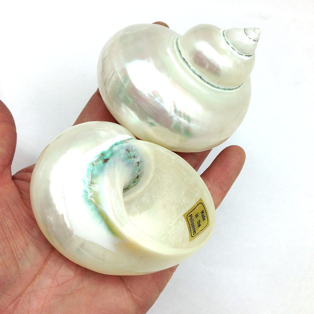 PEPPERLONELY 2 PC White Large Pearlized Silver Mouth Turbo, Hermit Crab Shells, 3 Inch ~ 3-1/2 Inch