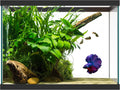 SubstrateSource 20 Gallon Glass Aquarium - 24 x 12.5 x 17.25 in - Large Clear Rectangular Rimmed Freshwater/Saltwater Fish Tank for Betta, Goldfish, Guppy, Shrimp for Home or Office Aquascaping