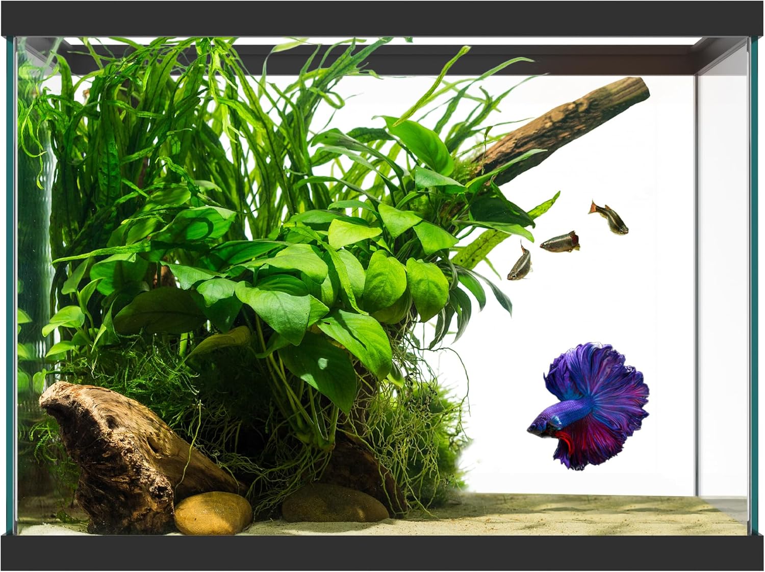 SubstrateSource 20 Gallon Glass Aquarium - 24 x 12.5 x 17.25 in - Large Clear Rectangular Rimmed Freshwater/Saltwater Fish Tank for Betta, Goldfish, Guppy, Shrimp for Home or Office Aquascaping
