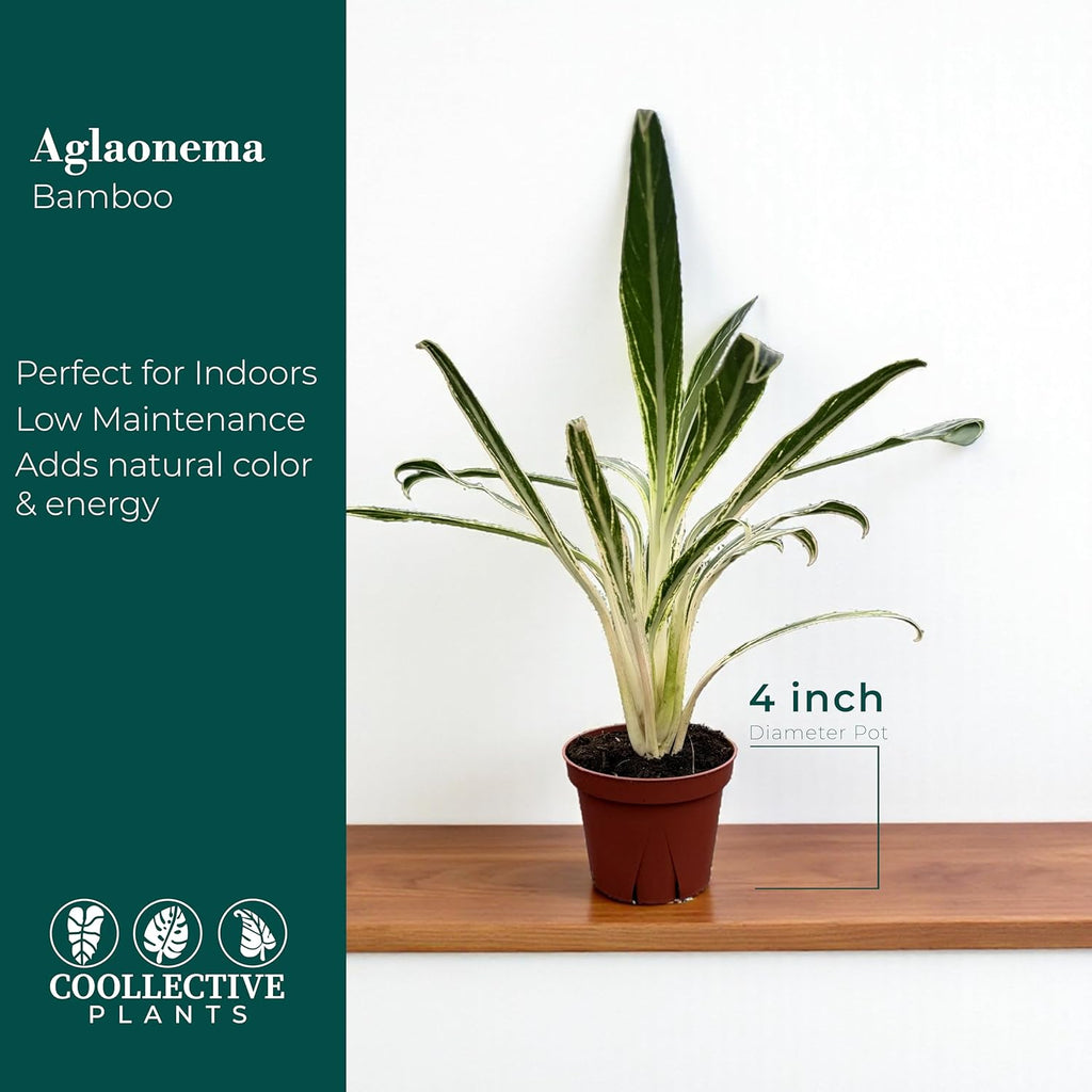 CoollectivePlants Aglaonema Bamboo – Live Indoor Plant in 4" Growers Pot - Elegant Green & Silver Foliage, Easy Care Low Light Houseplant