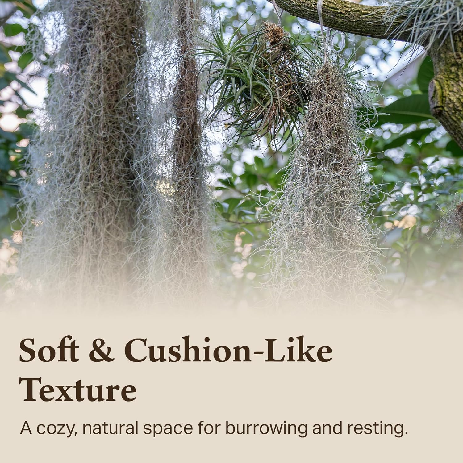 The Habitat Life - Natural Spanish Moss - for Reptiles, Amphibians & Invertebrates Terrariums - Humidity Control - Breathable Bedding - Dye-Free & Safe - Small - 2 Pack