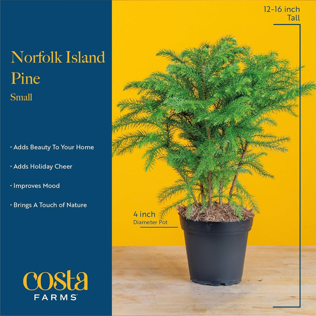 Costa Farms Norfolk Island Pine, Live Christmas Tree Plant in Gift Wrap Plant Pot, Small Indoor Houseplant Includes Ornaments, Home, Room, or Office Decor, Decoration, 10-14 Inches Tall