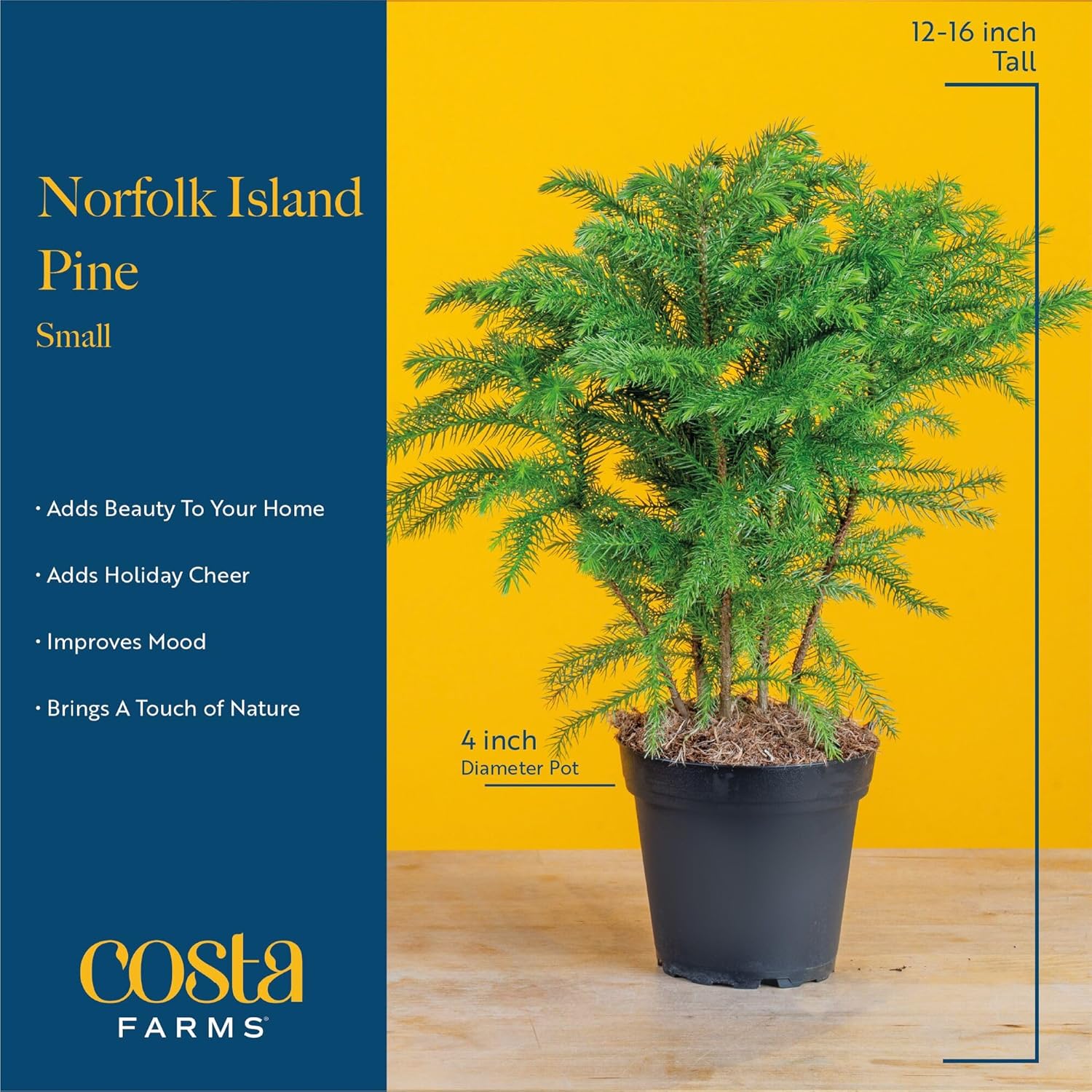 Costa Farms Live Christmas Tree, Small Norfolk Island Pine Plant in Holiday Decorative Plant Pot, Includes Ornament, Indoor Houseplant, Home, Room, or Seasonal Decor, Gift, 10-14 Inches Tall