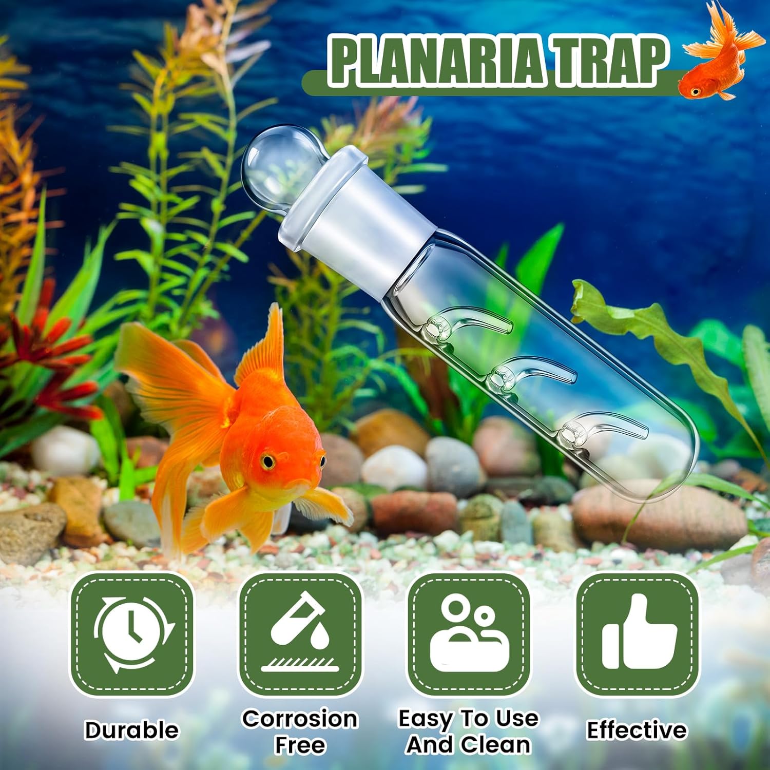 Qualirey 4 Pack Planaria Catch Trap for Aquarium Snail Leech Clear Glass Planaria Trap for Dwarf Shrimp Red Cherry Shrimp Tank(3 Holes)