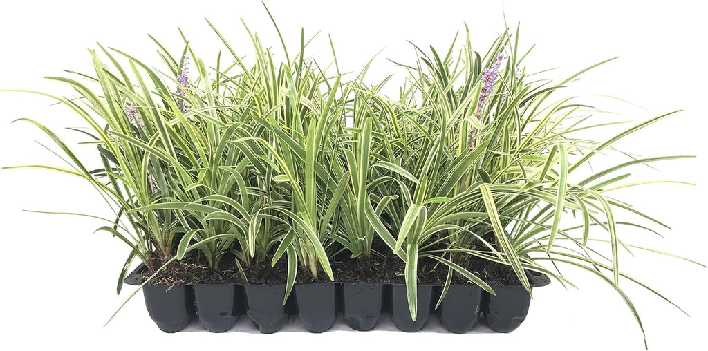 Variegated Liriope | 30 Live Plants | Liriope Muscari Variegata | Ornamental Ground Cover Plants | Evergreen Foliage