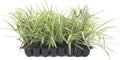 Variegated Liriope | 40 Live Plants | Liriope Muscari Variegata | Ornamental Ground Cover Plants | Evergreen Foliage