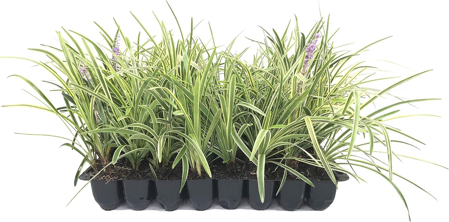 Variegated Liriope | 40 Live Plants | Liriope Muscari Variegata | Ornamental Ground Cover Plants | Evergreen Foliage