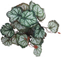 IBWell Fake Reptile Plants for Terrarium, Turtle Tank Decor with Suction Cup
