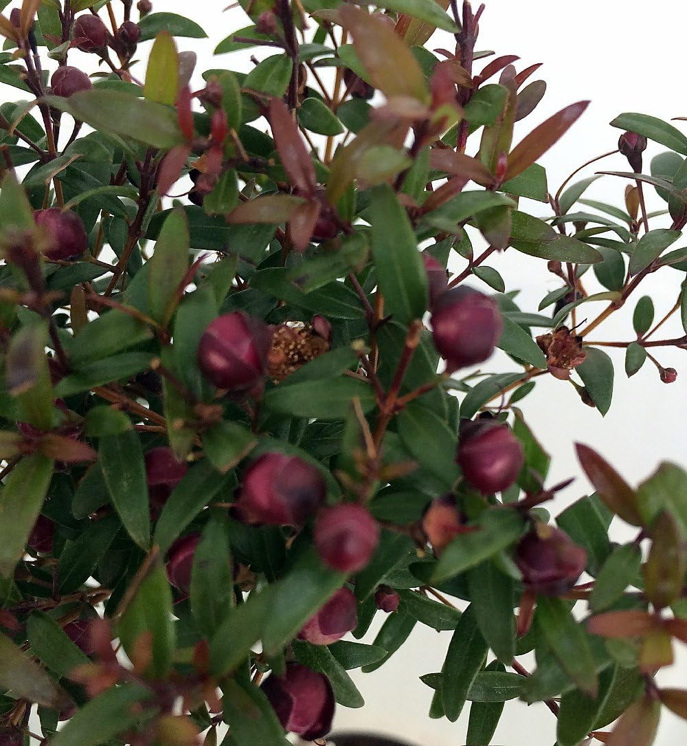 Biblical Myrtle Herb Plant - Myrtus - Ancient Herb - 4.5" Pot - Topiary