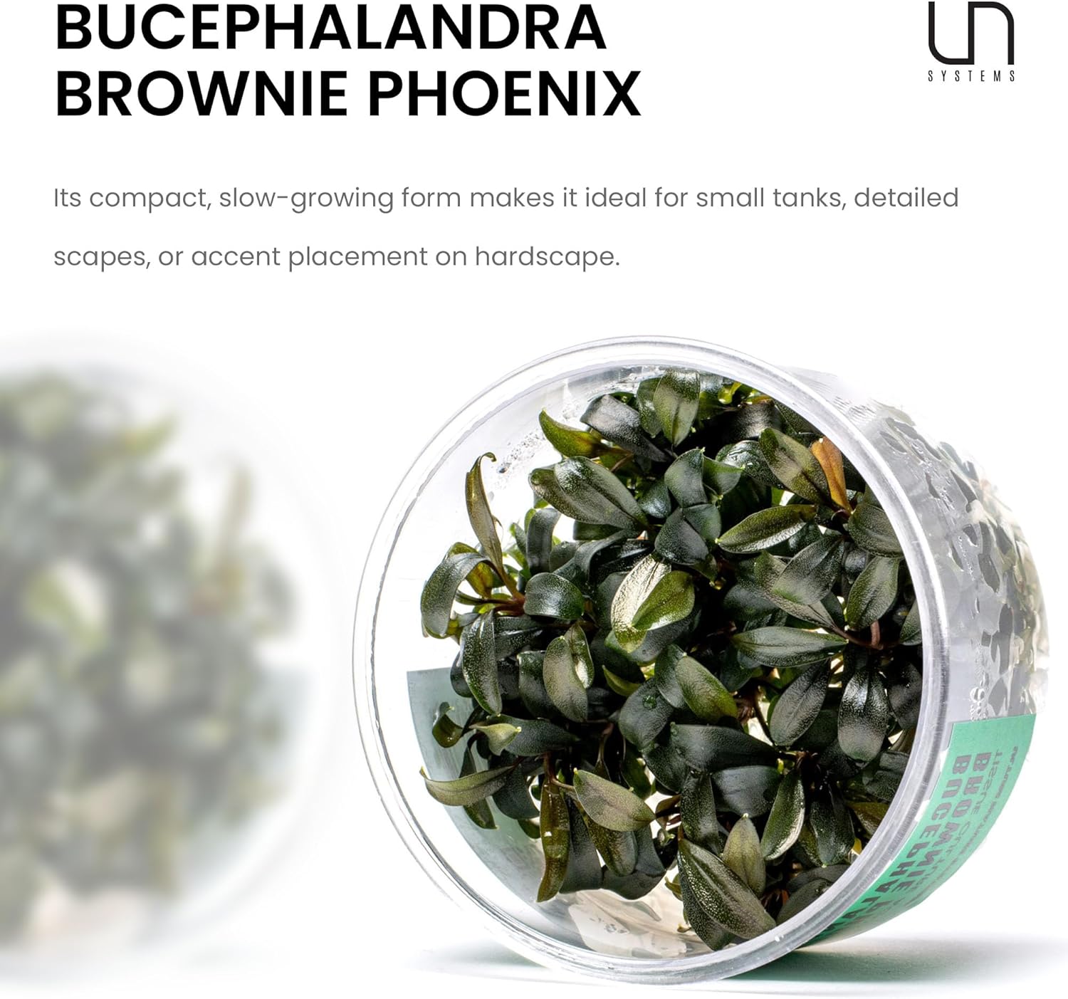 Ultum Nature Systems Live Tissue Culture - Bucephalandra Brownie Phoenix - Easy, Low-Med Light - Dark Green, Red, Purple Accent - Foreground to Midground - 100% Snail Free Grown in-Vitro - Small Cup