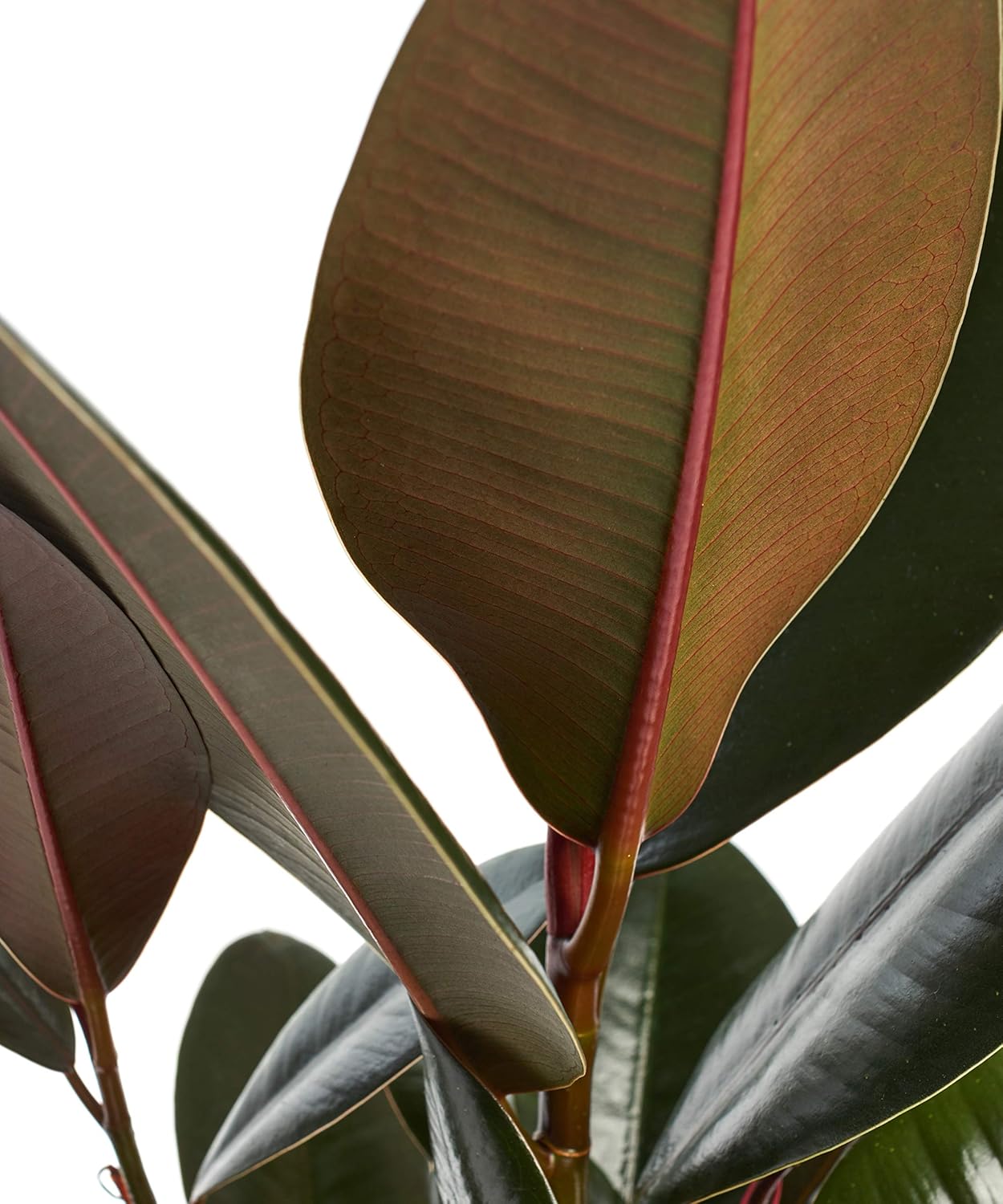 Shop Succulents Ficus Burgundy Rubber Tree, Live Indoor Floor Plant, Trendy Living Room or Office Decor, Tropical Houseplant Potted in Soil with Grower Pot, Garden and New Home Gift, 6 Inch Pot