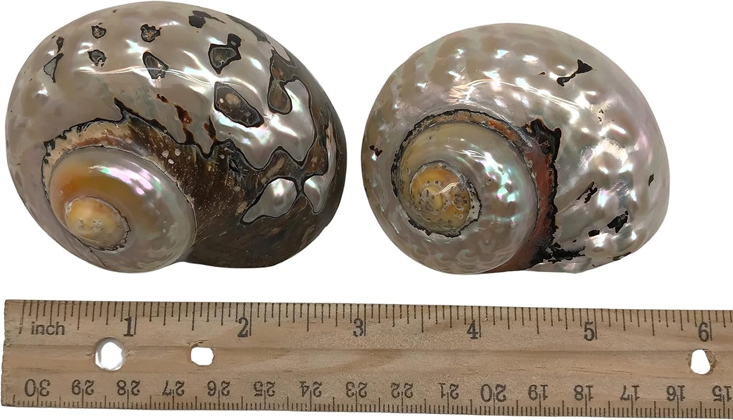 PEPPERLONELY 2 PC Hermit Crab Shells, Turbo Shells, African Sarmaticus Turbo Shell, 2-1/2 Inch ~ 3 Inch