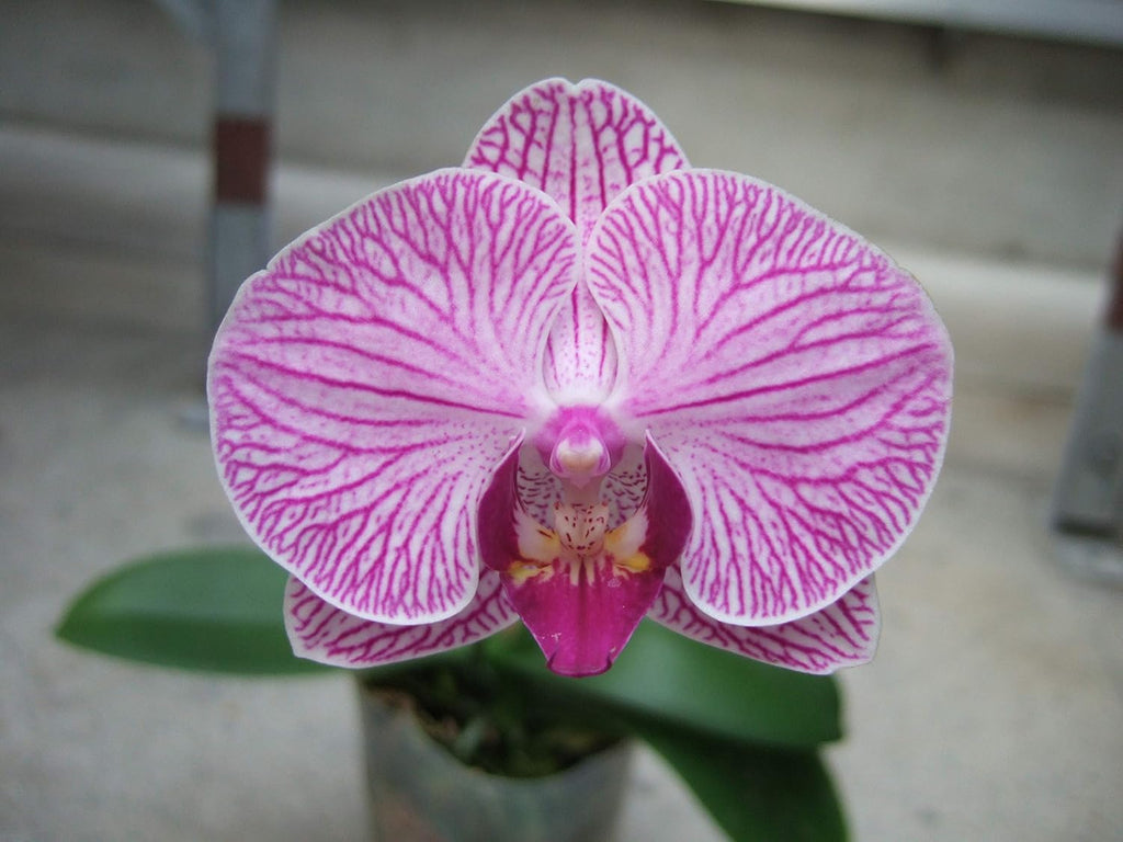Athena's Garden 5" Phalaenopsis Orchids, Pink Blooms and Black Container, One Size