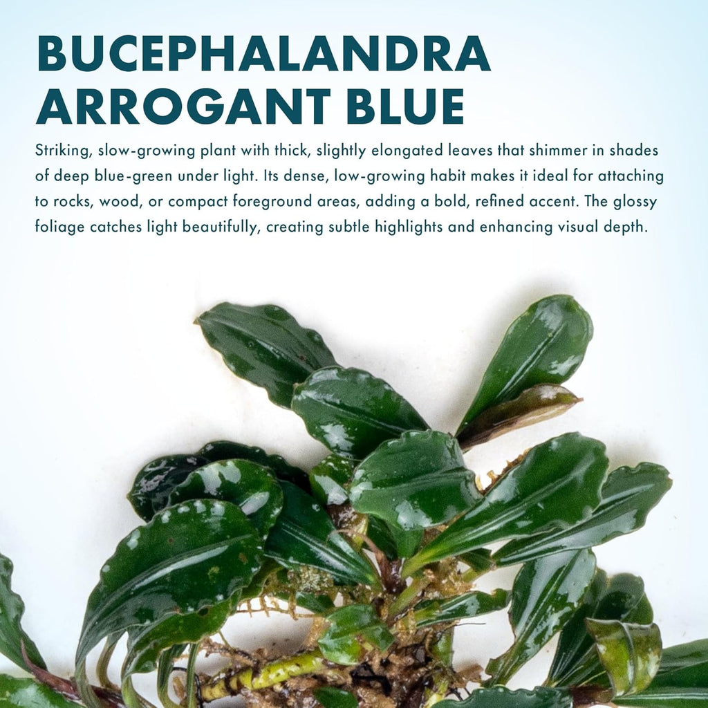 SubstrateSource Bucephalandra Arrogant Blue Live Aquarium Plant - Natural Freshwater Fish Tank Decorations and Aquatic Decor (Small Clump (3-5 Plants))