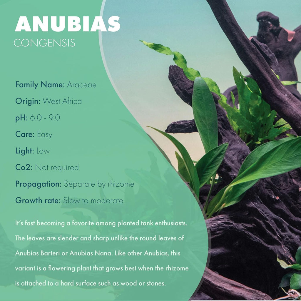 SubstrateSource Anubias Live Aquarium Plants - Potted Freshwater Plant for Fish Tanks, Terrariums - Beginner Friendly Low Light (Congensis, 3 Pots)