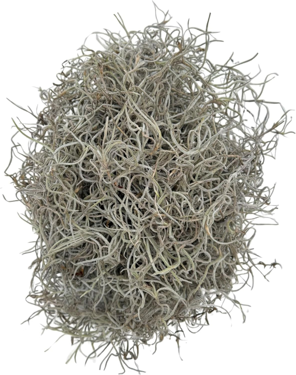 Quality Growers - Mr. Big Fresh Spanish Moss (The Plumper Spanish Moss) - Crafts, Home Decor, Art, Design & DIY Projects - Non-Toxic - Made in USA - Natural, Box
