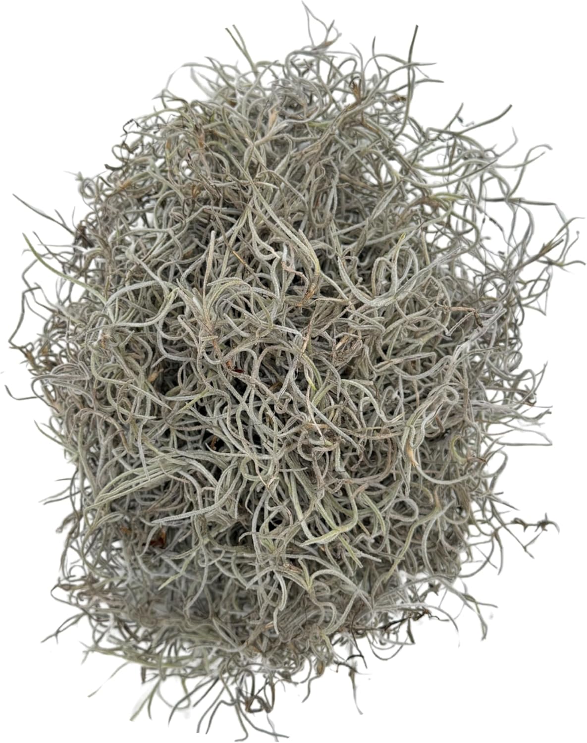 Quality Growers - Mr. Big Fresh Spanish Moss (The Plumper Spanish Moss) - Crafts, Home Decor, Art, Design & DIY Projects - Non-Toxic - Made in USA - Natural, Box