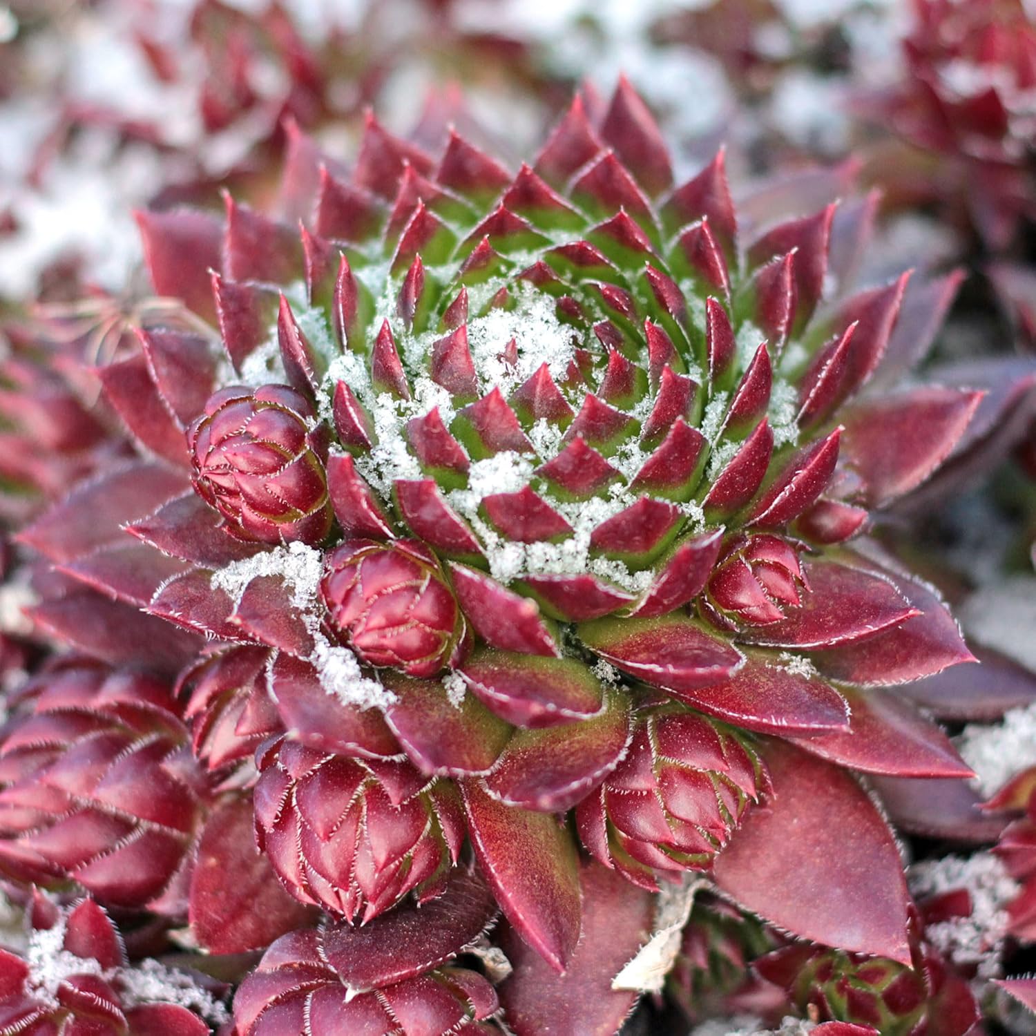 Mountain Crest Gardens Sempervivum Bulk Pack - 25 Live Cold Hardy Plants, 5 of Each Variety, Rooted in 2 Inch Pots - Real Succulents for Outdoor Projects, Landscaping & Resale