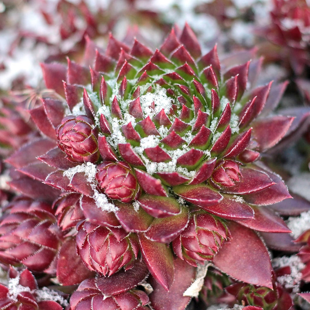 Mountain Crest Gardens Sempervivum Succulent Variety Pack - 6 Hardy Live Rosette Plants, No Repeats, Rooted in 2 Inch Pots - for Rock Gardens, Containers, DIY Displays