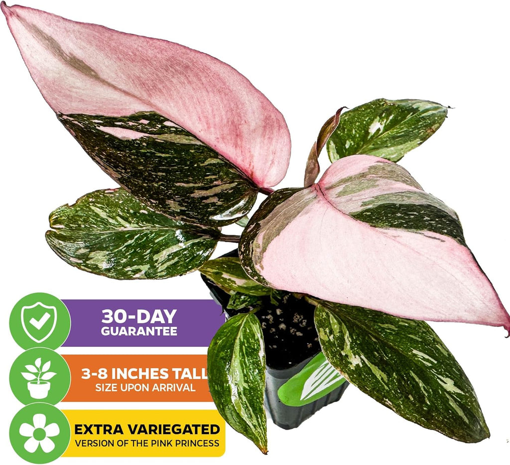 Marble Galaxy Philodendron - Philodendron erubescens by Wellspring Gardens - Variegated Starter Plant - Rare House Plants - Heart-Shaped Pink Plant for Indoor/Outdoor Use (2-Pack)