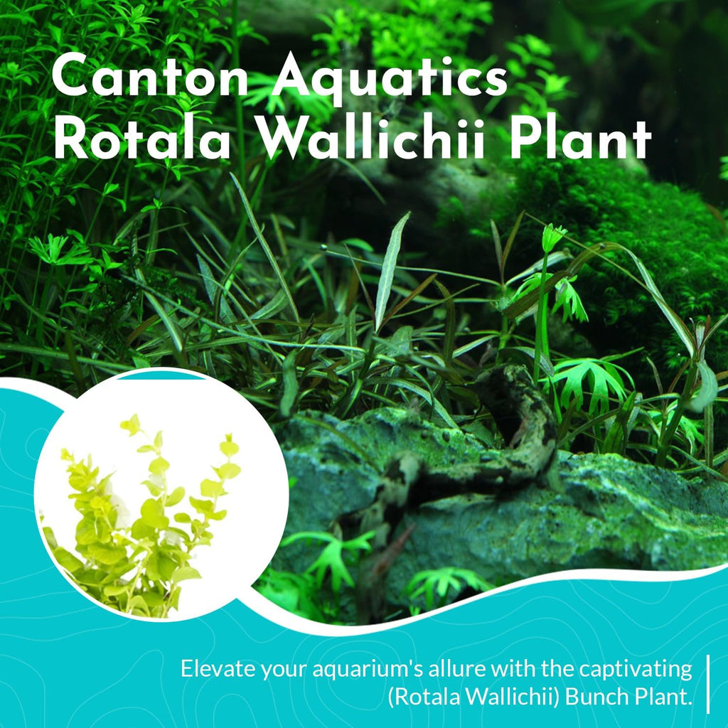 Live Aquarium Rotala Wallichii Plant - Highly Sought & Absorb Wastes - Easy to Maintain - Promote High Water Quality - Bunch 3-5 Stems