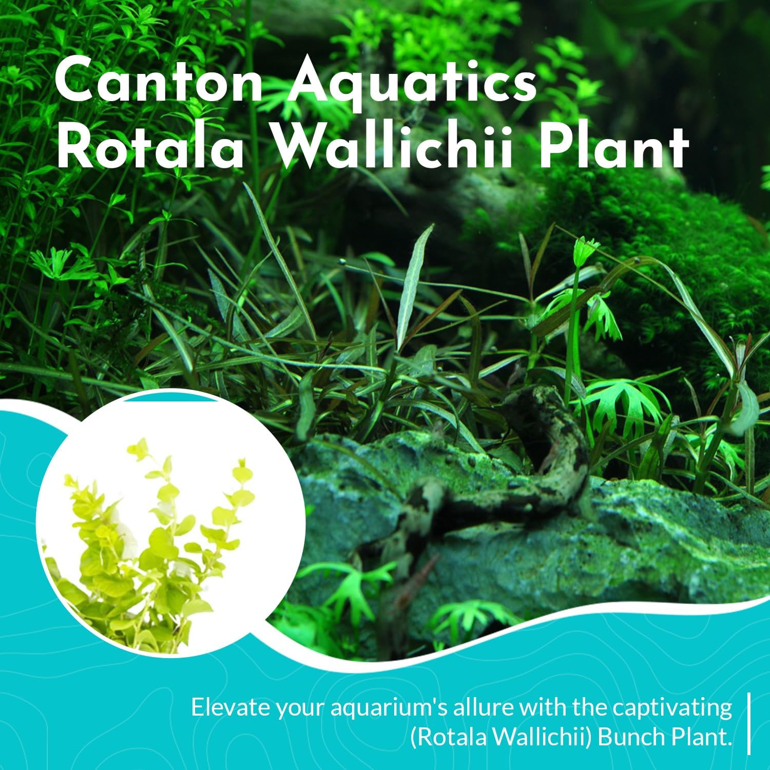 Live Aquarium Rotala Wallichii Plant - Highly Sought & Absorb Wastes - Easy to Maintain - Promote High Water Quality - Bunch 3-5 Stems