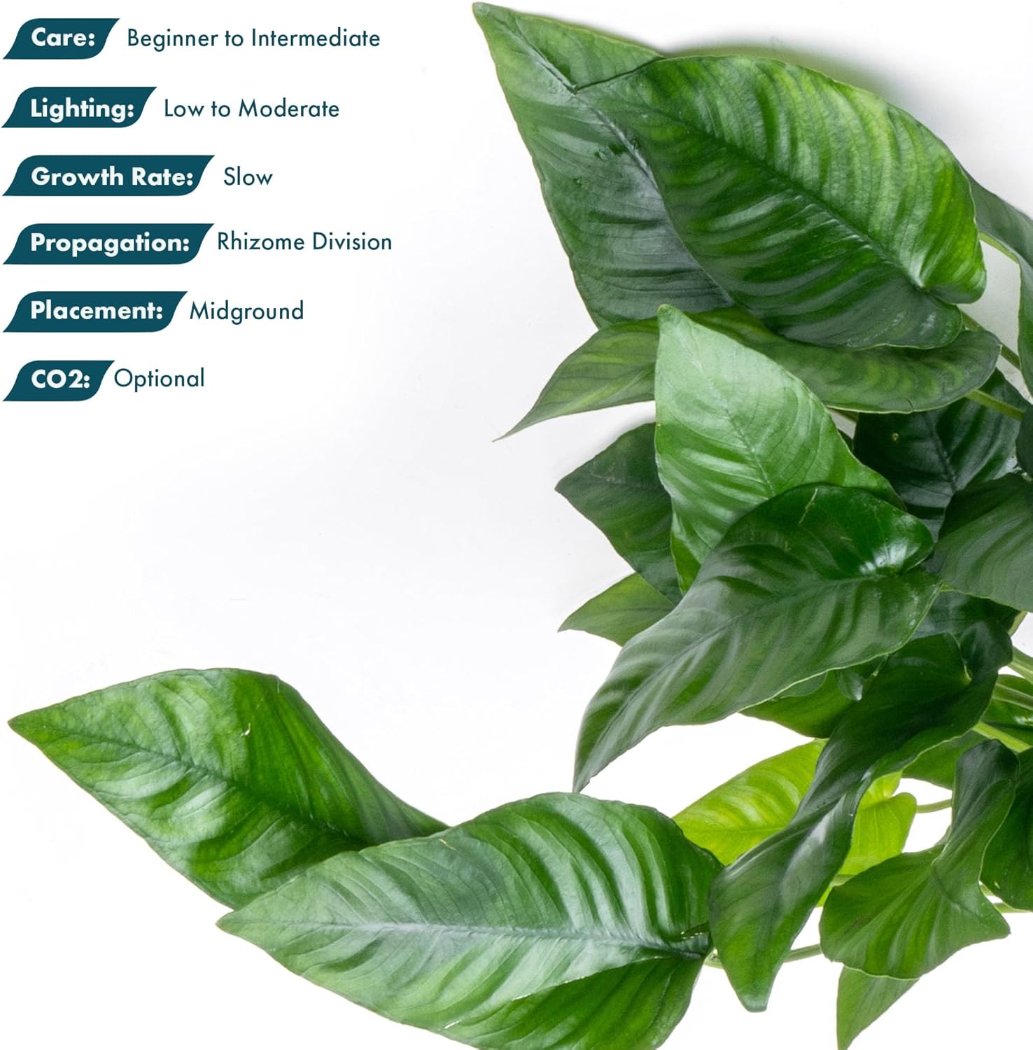 SubstrateSource Anubias Live Aquarium Plants - Potted Freshwater Plant for Fish Tanks, Terrariums - Beginner Friendly Low Light (Barteri Striped, Mother Plant)