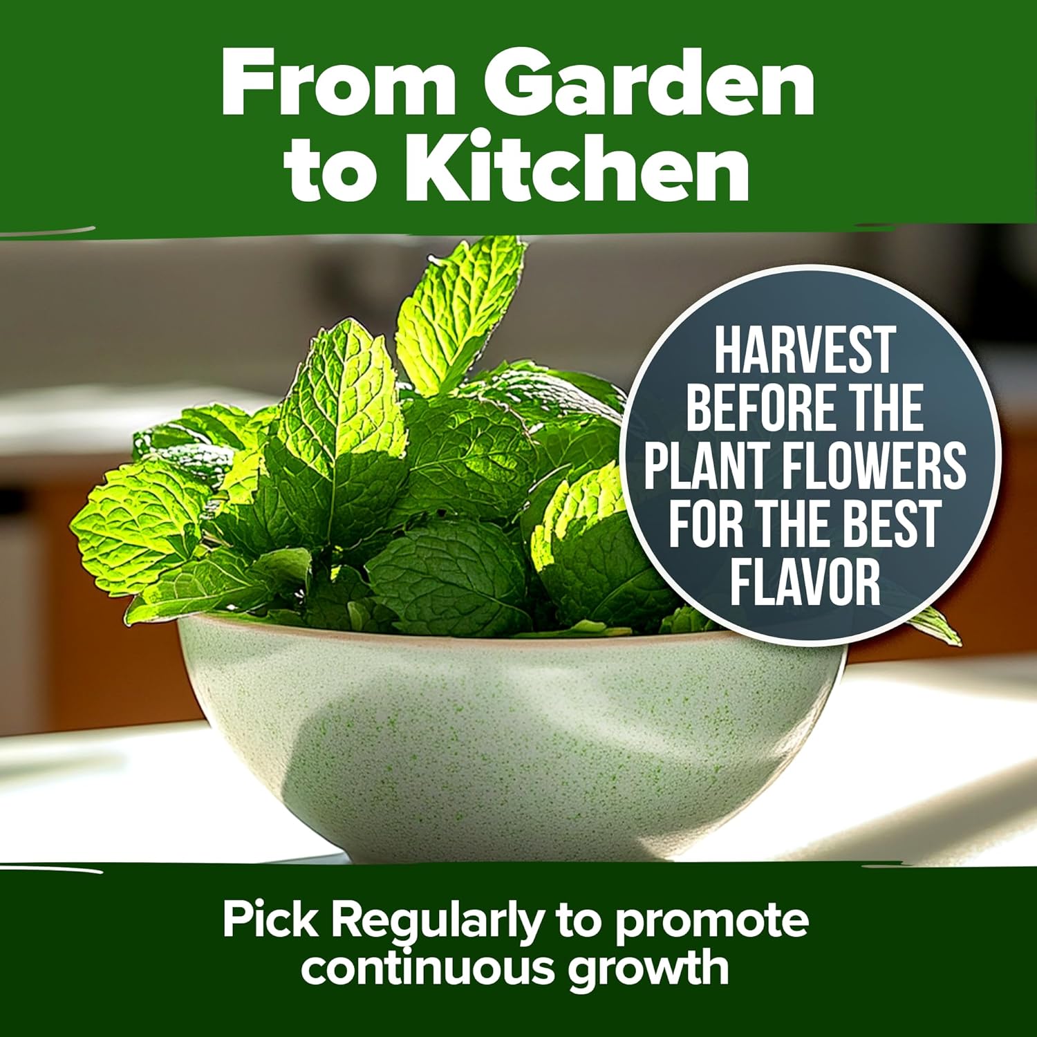 HOME GROWN Peppermint Seeds 2 Pack (Mentha × piperita) – 4,740 Heirloom Mint Seeds for Planting – Grow Indoors or Outdoors, Kitchen Herb Garden Favorite
