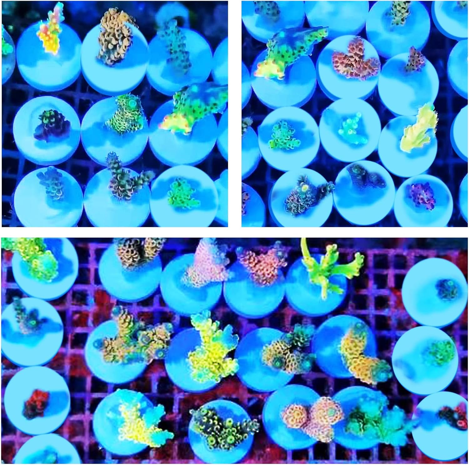 Ceramic White Coralline Coral frag Plugs Coral frag Base Round 20pc