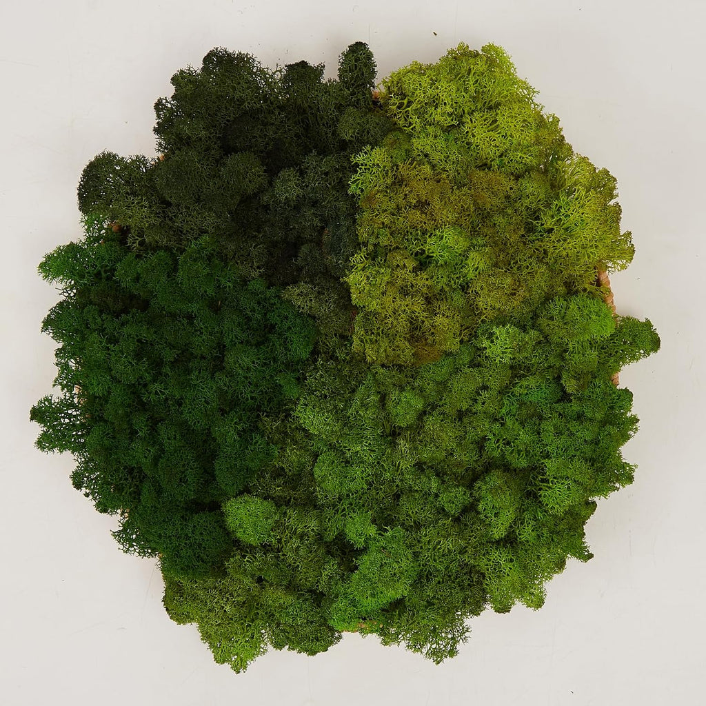 Preserved Reindeer Moss Natural Green DIY Kit Gardenning Art Wall Decor Florist Decor Easter Table Decor Wedding