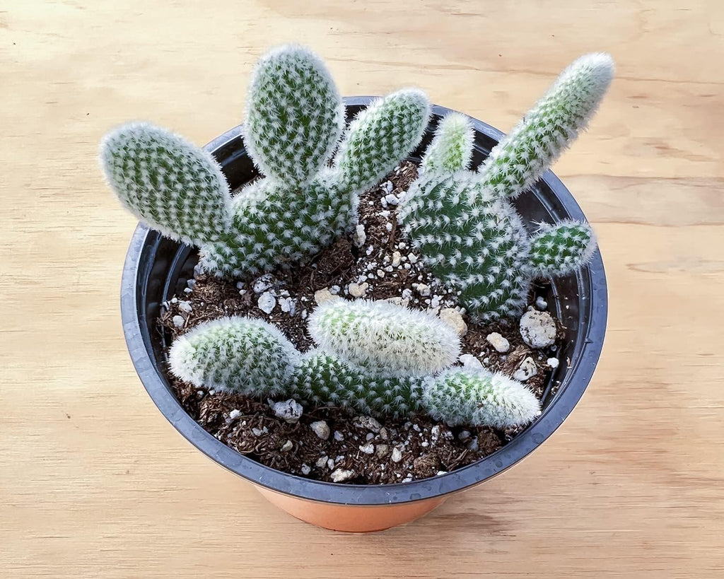 Sprout N Green Opuntia microdasys albata 'Bunny Ears', Live Cactus Plant Rooted in 4in Nursery Pot, Indoor Outdoor Office Home Holiday Décor
