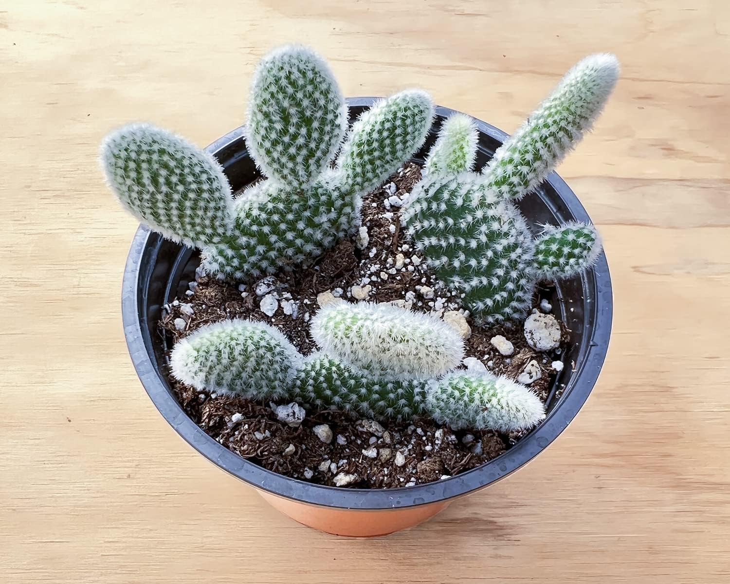 Sprout N Green Opuntia microdasys albata 'Bunny Ears', Live Cactus Plant Rooted in 4in Nursery Pot, Indoor Outdoor Office Home Holiday Décor