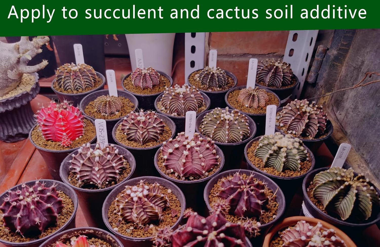 Gardening Akadama Soil - Cactus, Bonsai, Succulent Soil Additives Landscaping Vase Fillings (1/8 inch, 2 QT)