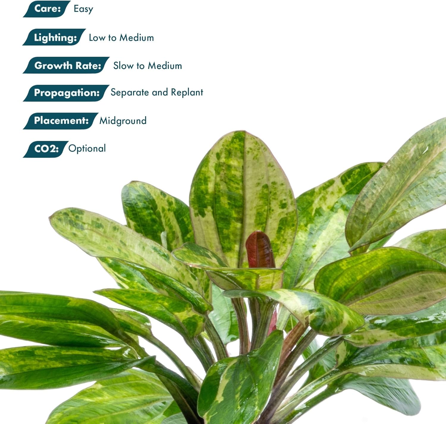 SubstrateSource Live Plants - Echinodorus ‘Hadi Red Pearl Variegated’ (Echinodorus sp.) - Low to Medium Light, Red Green Accent, Midground, Freshwater Aquatic Plant - Pot