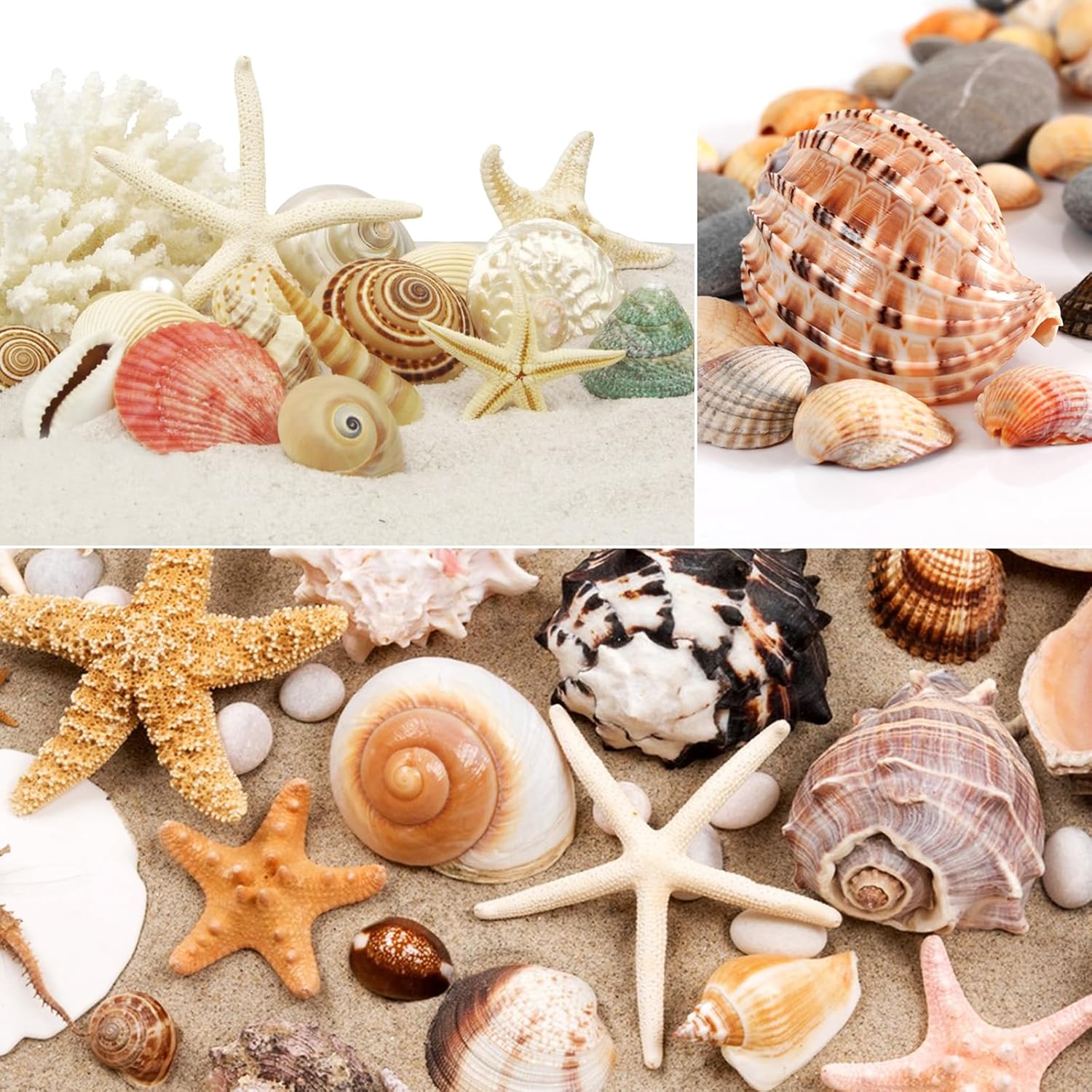 24 PCS Large Sea Shells Mixed Ocean Seashells Starfish Conch Various Sizes Natural Seashells for Fish Tank Beach Themed Party Home Bathroom Wedding Decorations DIY Crafts