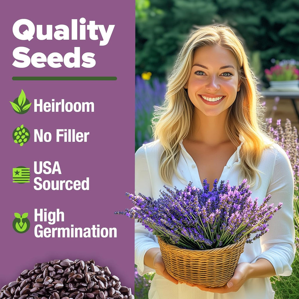 HOME GROWN English Lavender Seeds 2 Pack 3000 Non GMO Wildflower Seed, for Planting Indoor Outdoor High Germination Flower Seeds (Lavandula antustifolia)