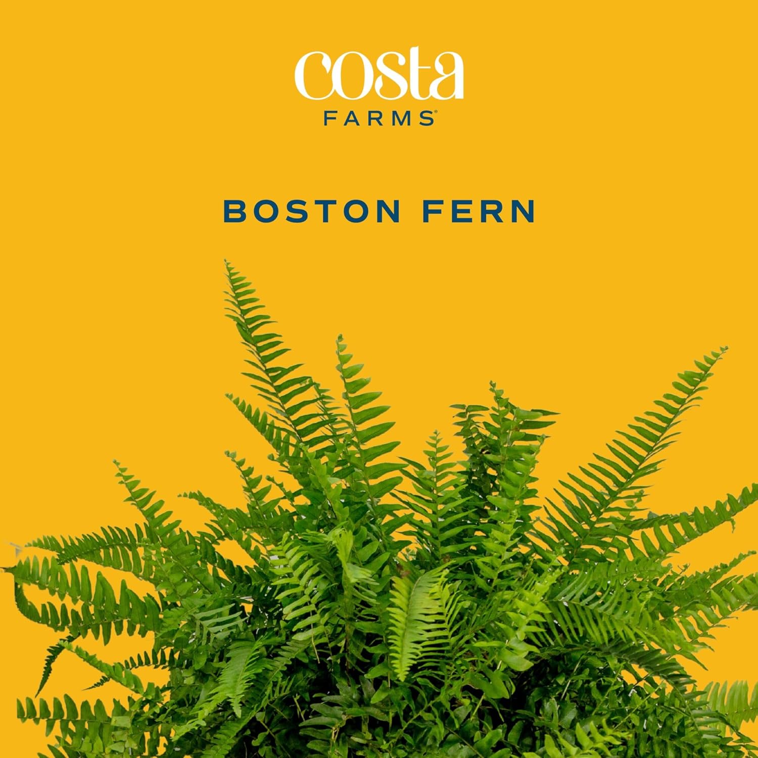 Costa Farms Boston Fern Live Plant in Plastic Pot, Air Purifying Large Indoor & Outdoor Houseplant, Perfect for Home, Room, or Office Decor, Great House Warming or Birthday Gift, 2-3 Feet Tall
