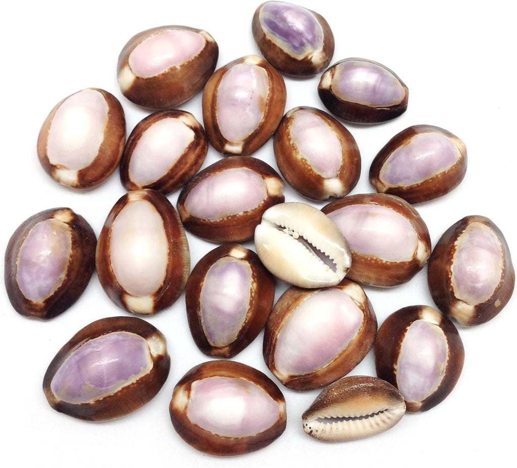 PEPPERLONELY 20 PC Purple Top Cowrie Sea Shells, 3/4 Inch ~ 1-1/4 Inch