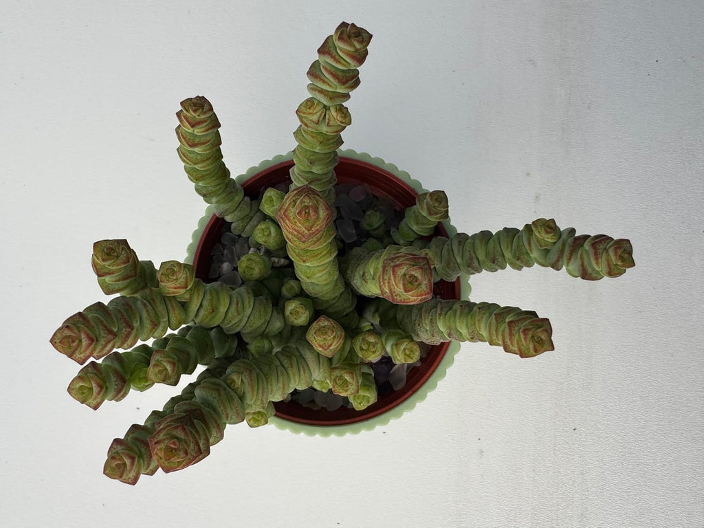 4" String of Buttons in Green Stripe Pot, Live Crassula 'Baby's Necklace' Trailing Succulent, Rare House Plant for Home Office Wedding Hanging Decoration, DIY Projects, Party Favor