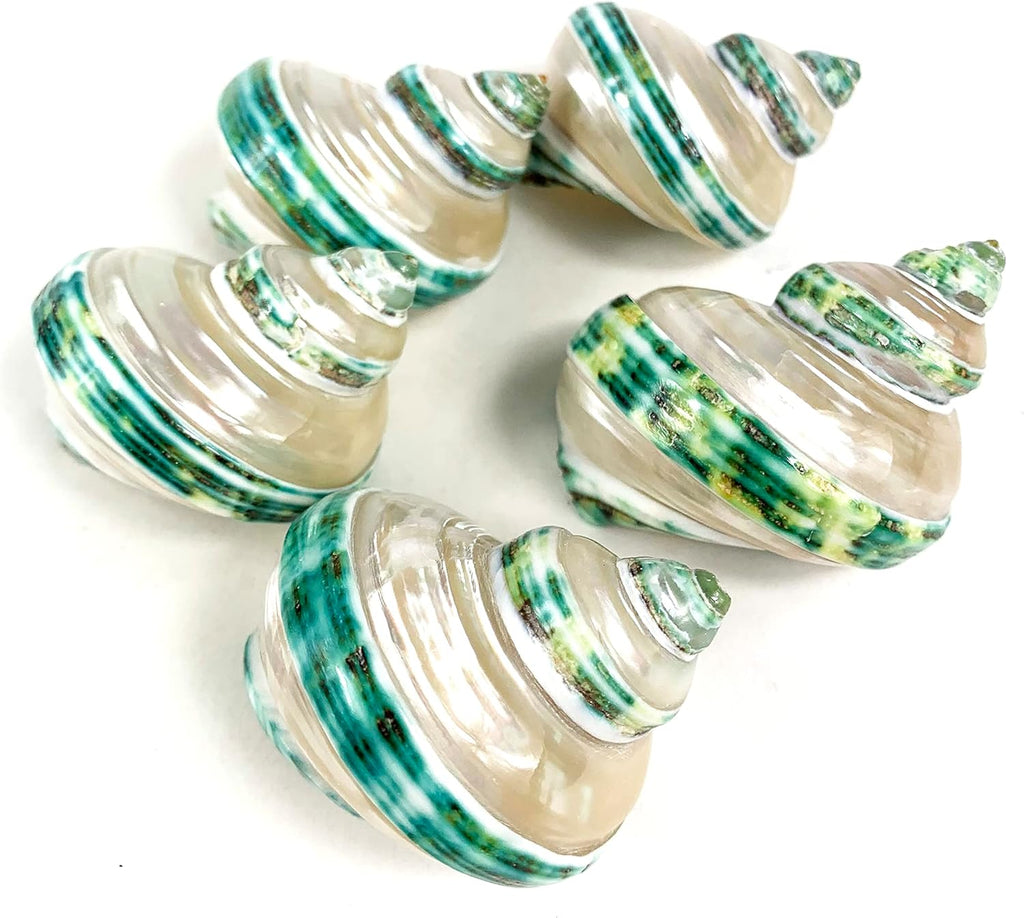Heyiwell 5PC Green Turbo Banded Shells,Hermit Crab Shell &Turbo Shells Hermit Crab Supplies for Decor 1.5"~ 2" Inch