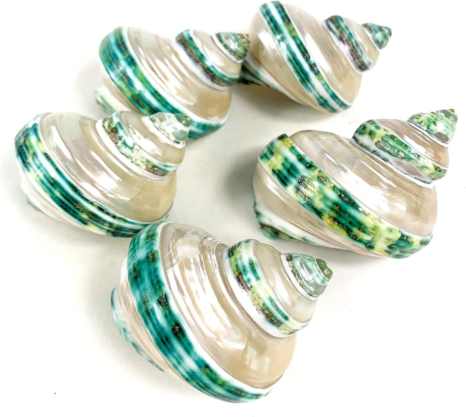 Heyiwell 5PC Green Turbo Banded Shells,Hermit Crab Shell &Turbo Shells Hermit Crab Supplies for Decor 1.5"~ 2" Inch