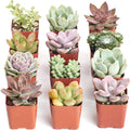 Shop Succulents Mini Succulent Plant Pack Collection - Live 2" Succulent Plants, Low Maintenance, Beautiful Colors & Textures - Wedding and Party Favors, Gift & Garden, Pack of 12