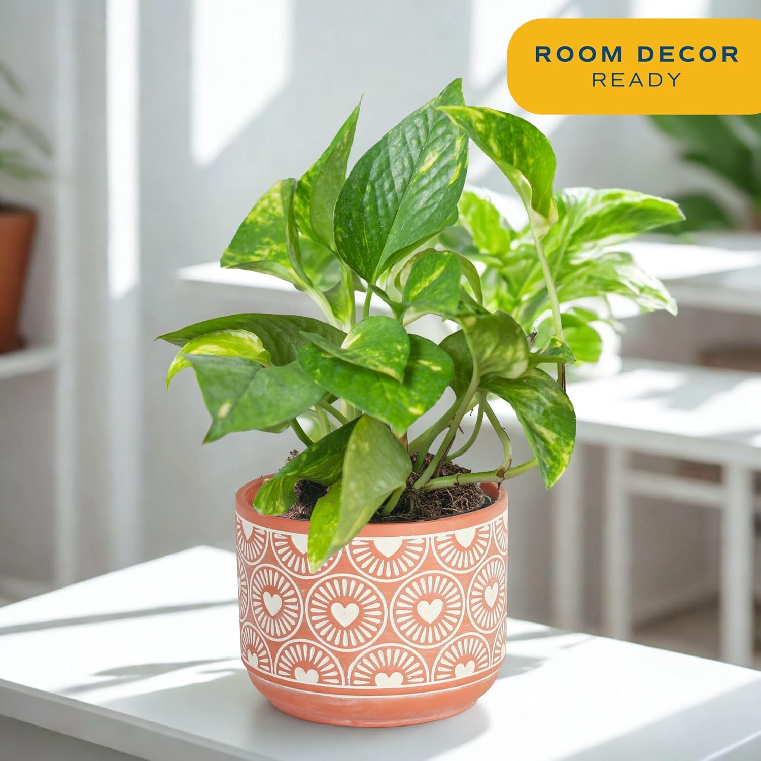 Costa Farms Golden Pothos Live Plant, Easy to Grow Vining Live Indoor Houseplant in Décor Planter, Real Housewarming Plant Gift, Home or Room Decor, 8-Inches Tall