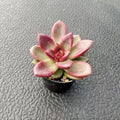 2" Live Succulent Plants Echeveria 'Red Rose', Mini Potted Succulents, Easy Care Indoor Houseplant, Unique Gifts, Home Office Décor