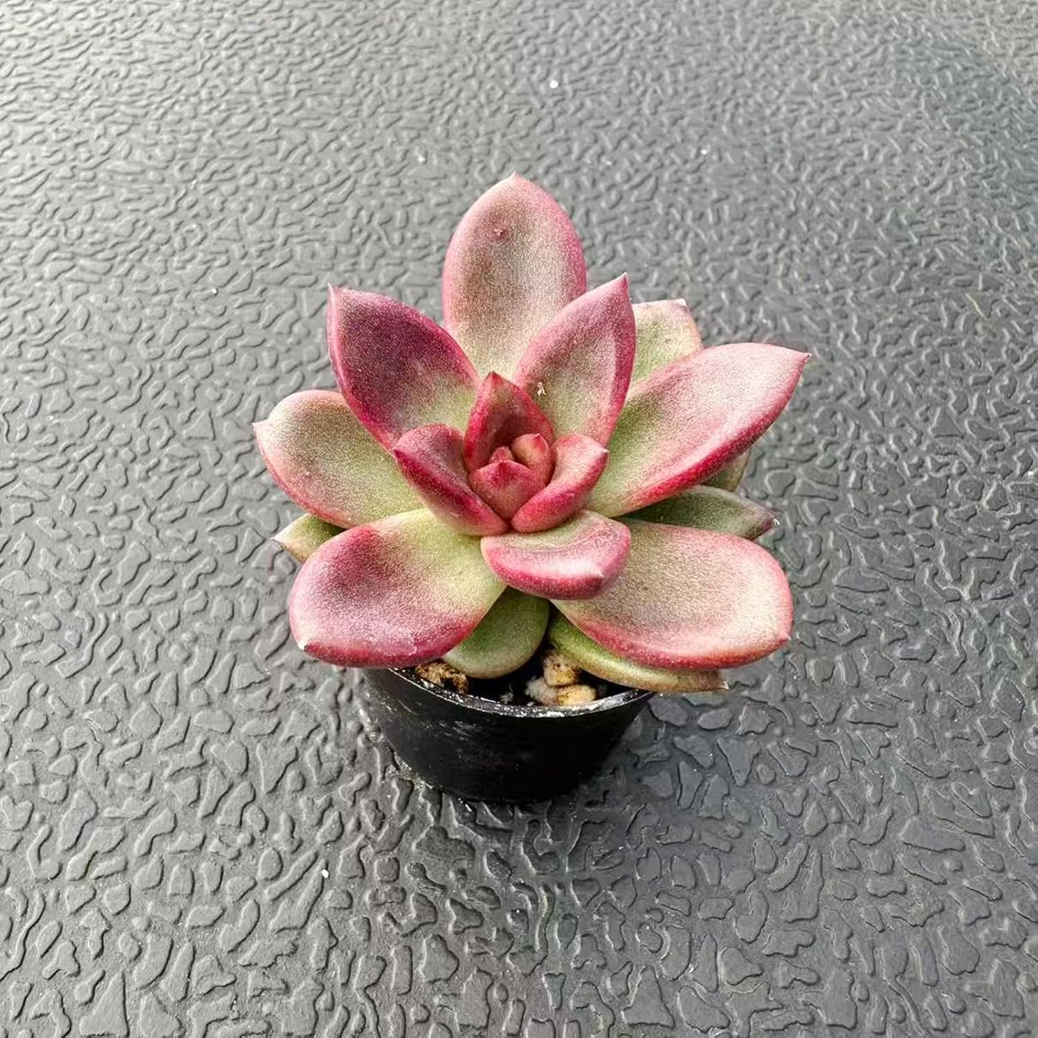 2" Live Succulent Plants Echeveria 'Red Rose', Mini Potted Succulents, Easy Care Indoor Houseplant, Unique Gifts, Home Office Décor