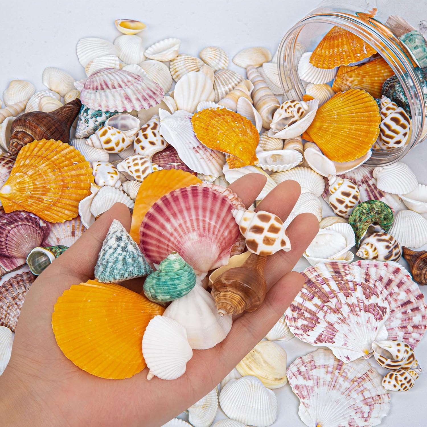 QEQEKAKA Sea Shells for Crafts - About 12 Kinds Beach Natural Mixed Seashells (0.4"-2") with Conch Shells | Fish Tank Decorations, Beach Party Supplies, Vase Fillers, Ocean Theme Home Wedding Decor