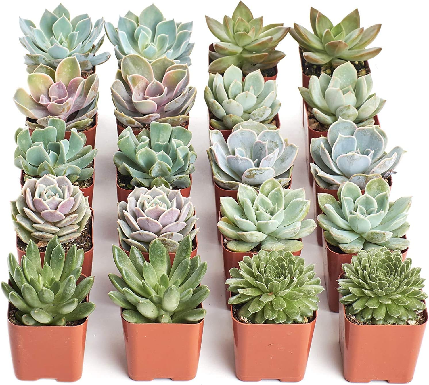 Shop Succulents Rosette Succulent Plant Pack Bulk Collection - Live Mini Succulent Plants, Low Maintenance, Floral Shaped Mix of Colors & Textures - Wedding and Party Favors, Gift & Garden, Pack of 20