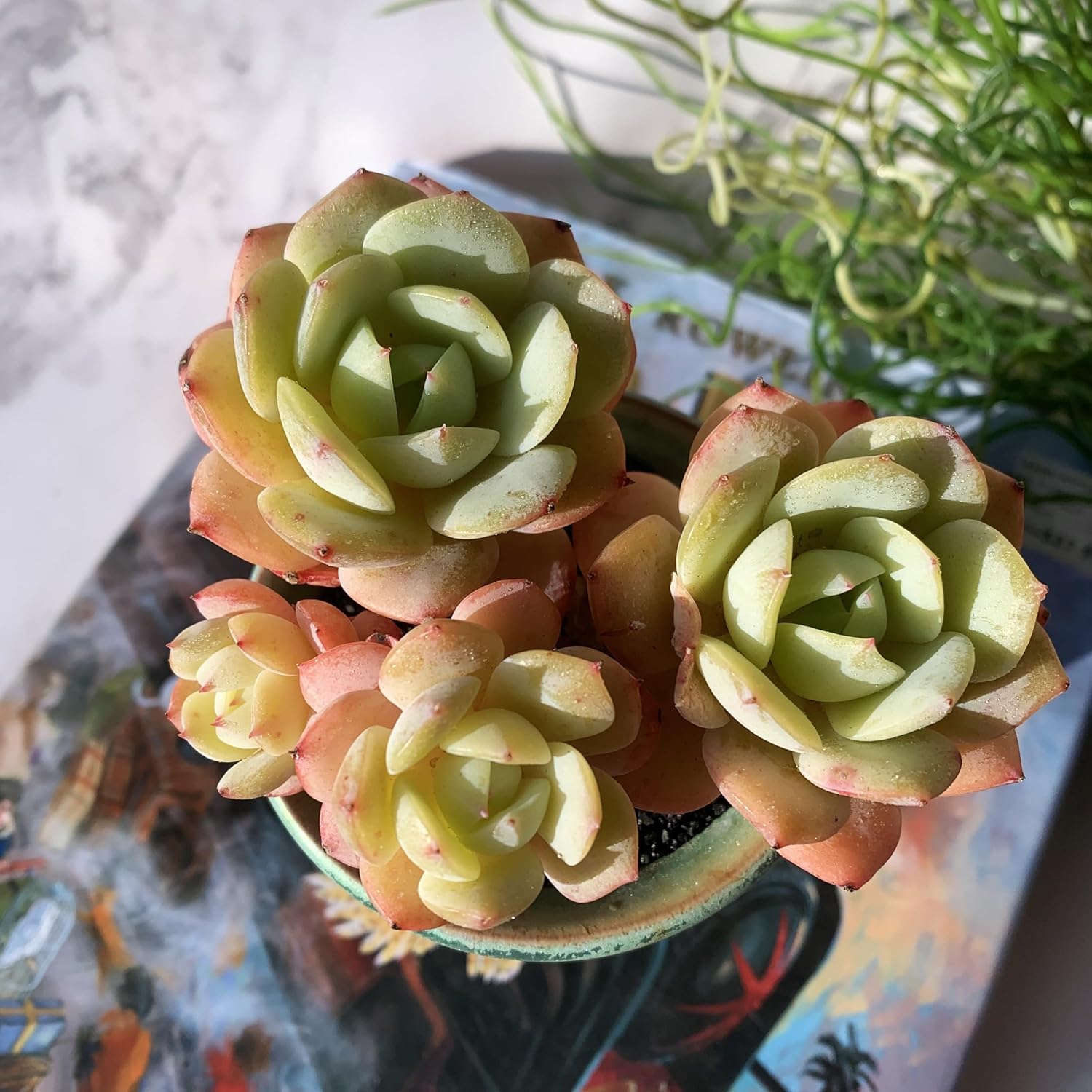 Echeveria Love Song Rare Live Succulent Plants, Cluster 4" Bare Root Without Pot & Soil, Garden Indoor Office Desk Baby Shower Decoration, Friend Plant Lovers Gifts