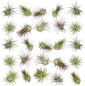 ragnaroc Air Plants Bulk - Tillandsia Ionantha Wholesale Pack, Regular 1-3" - 25ct - Live Arrival Guaranteed - House Plants for Home Decor & Gift